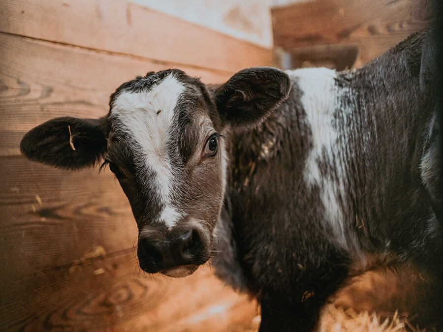 Moarhof - Farm animals